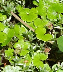 Hydrocotyle microphylla