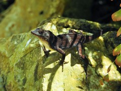Anolis homolechis