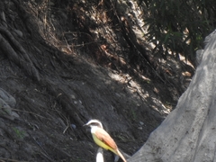 Pitangus sulphuratus