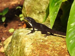 Anolis homolechis
