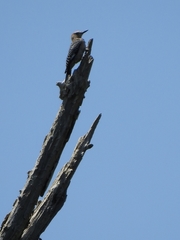Melanerpes aurifrons