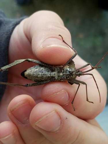 Acanthocephala declivis