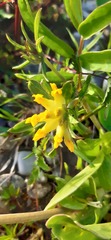 Anthyllis vulneraria carpatica
