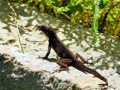 Anolis homolechis