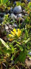 Anthyllis vulneraria carpatica