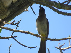 Pycnonotus barbatus layardi