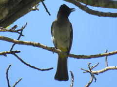 Pycnonotus barbatus layardi