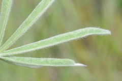 Lupinus sulphureus