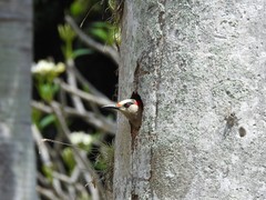 Melanerpes superciliaris