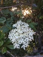 Sambucus nigra