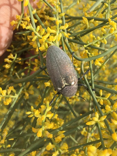 Julodis bleusei