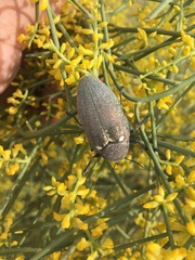 Julodis bleusei