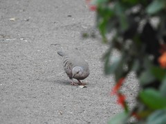 Columbina passerina