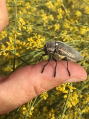 Julodis bleusei