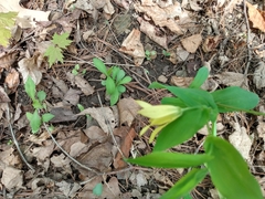 Uvularia