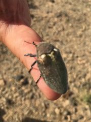 Julodis bleusei