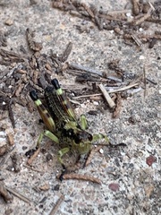 Dendrotettix quercus