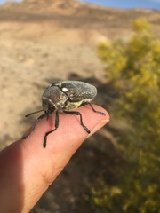 Julodis bleusei