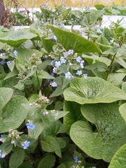 Brunnera sibirica