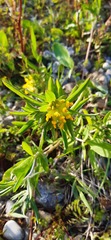 Anthyllis vulneraria carpatica