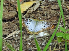 Anartia jatrophae