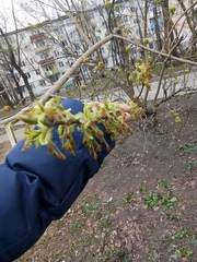 Acer negundo