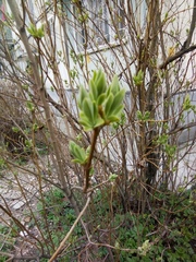 Syringa vulgaris