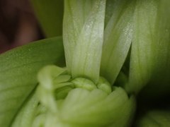 Himantoglossum hircinum