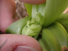 Himantoglossum hircinum