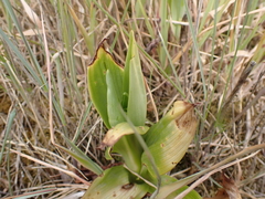Himantoglossum hircinum