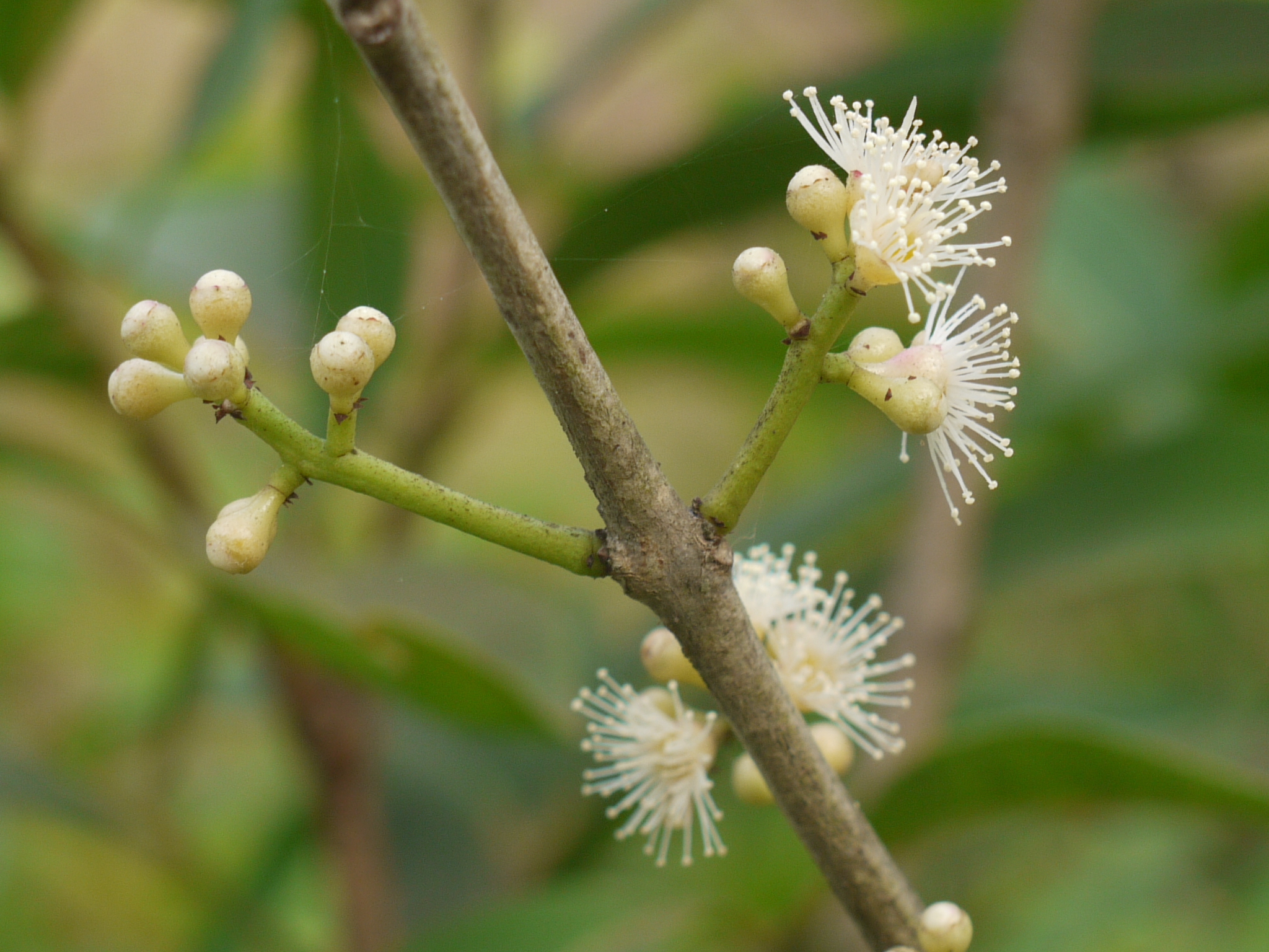 Syzygium salicifolium J.Graham