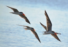 Rynchops flavirostris
