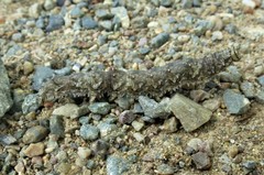 Lepidoptera