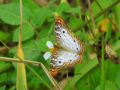 Anartia jatrophae