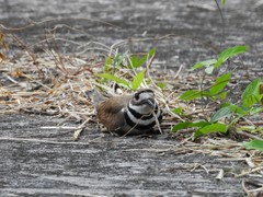 Charadrius vociferus