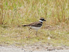Charadrius vociferus