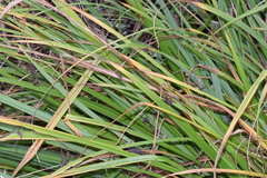 Carex pendula