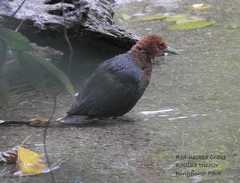 Rallina tricolor
