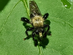 Laphria flavicollis