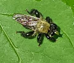 Laphria flavicollis