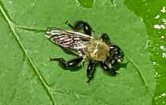 Laphria flavicollis