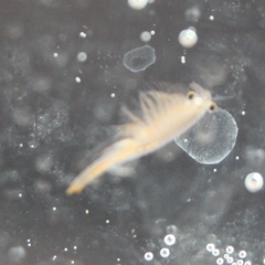 Streptocephalus texanus