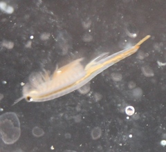 Streptocephalus texanus
