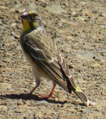 Crithagra citrinipectus