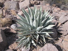 Agave simplex