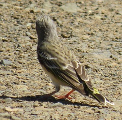 Crithagra citrinipectus