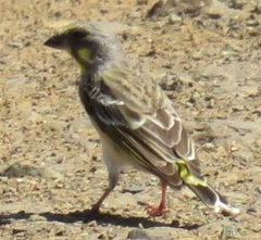 Crithagra citrinipectus