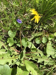 Taraxacum officinale