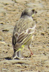 Crithagra citrinipectus