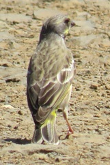 Crithagra citrinipectus